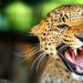 Výklad snu útočí jaguár.  Proč Jaguar sní?  Co znamená vysněný Jaguar